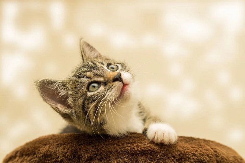 愛猫が尿路結石に 兆候と療養について紹介